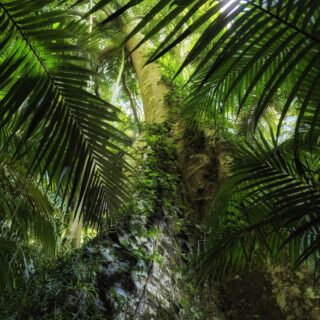 Tree Fern Forest