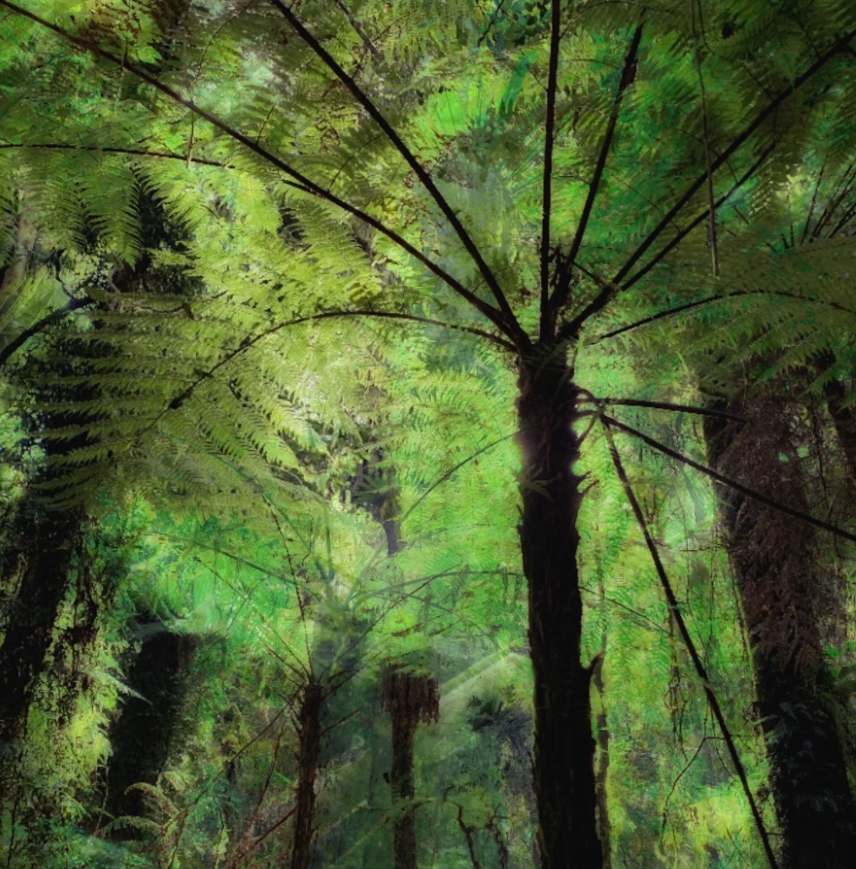 Tree Fern Forest